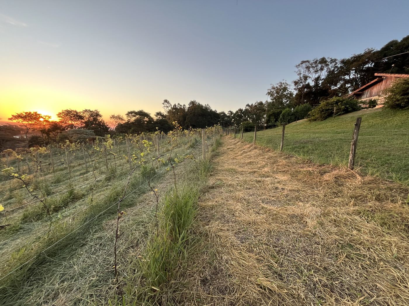 Vinhedo em formação ao entardecer com céu estrelado começando a aparecer — Recanto das Seriemas, Serra do Itaqueri