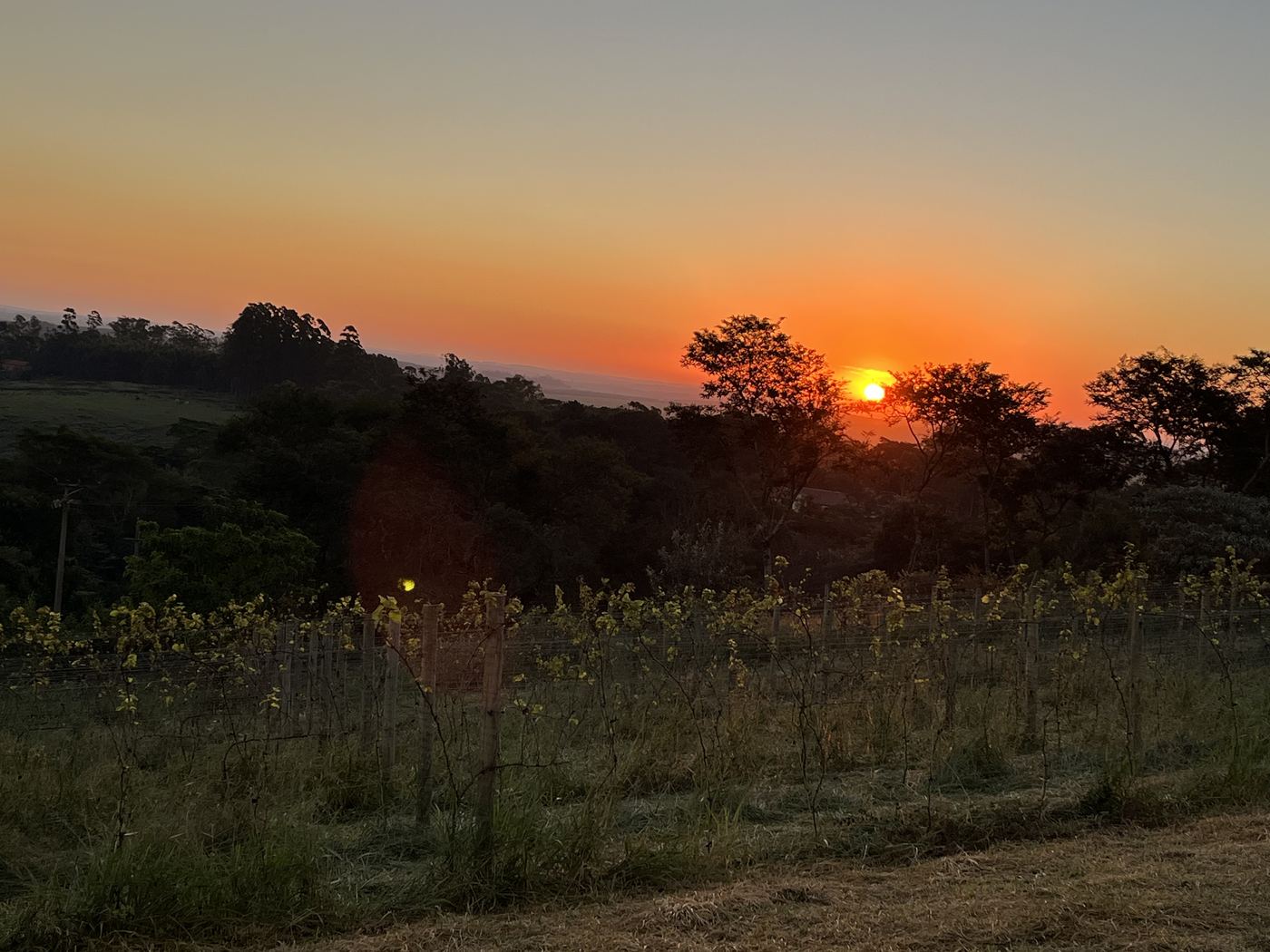 Seriemas no vinhedo em formação ao entardecer, com vista do vale na Serra do Itaqueri — Recanto das Seriemas